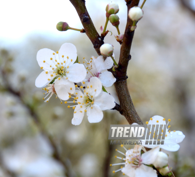 Spring in Baku. Azerbaijan, Baku, 20 apr. 2016